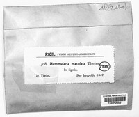 Whalleya maculata image